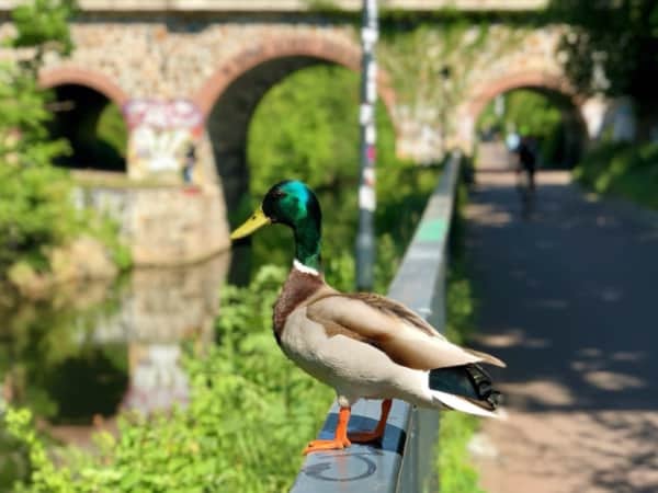 Scuddy fahren am Karl-Heine-Kanal