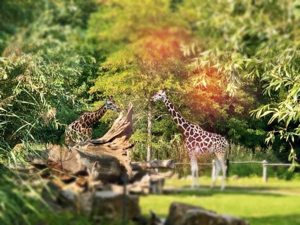 Blick in den Leipziger Zoo vom Zooschaufenster: in der Mitte scharf erkennbar 2 Giraffen hinter einem großen Holzstück das dem Wurzelbereich eines umgestürzten Baumes ähnelt. Die Giraffen sind eingerahmt in eine Wiese auf der sie stehen und umstehende Bäume, jeweils verschwommen erkennbar.