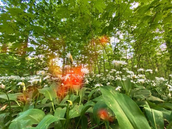 Bärlauch im Auwald Leipzig - auch dank nachhhaltigem Tourismus